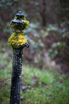 lichen post