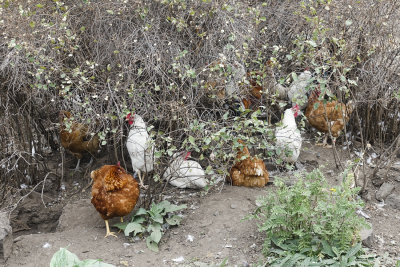 Free range chickens