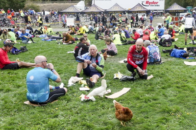 Begging chickens