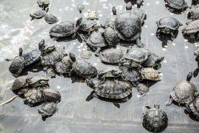 Turtle piles