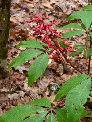 Red Buckeye: Aesculus pavia