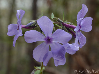 Woodland Phlox: Phlox divaricata