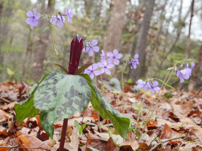 Spotted Trillium and Woodland Phlox: Trillium maculatum & Phlox divaricata