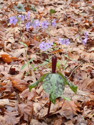 Spotted Trillium and Woodland Phlox: Trillium maculatum & Phlox divaricata