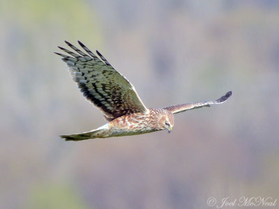 female Northern Harrier: Bartow Co., GA