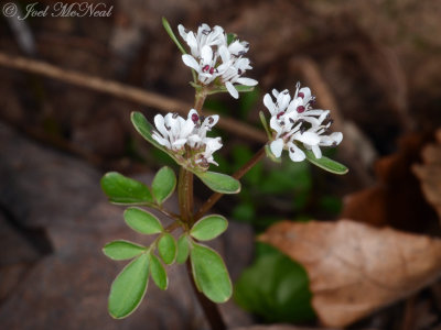 Harbinger-of-Spring: <i>Erigenia bulbosa</i>, Walker Co., GA