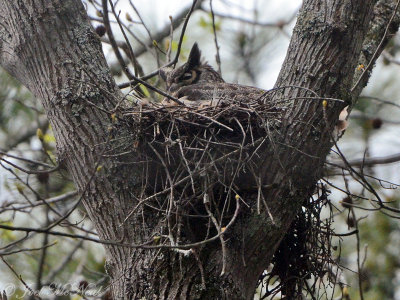 Great Horned Owl on nest: Bartow Co., GA