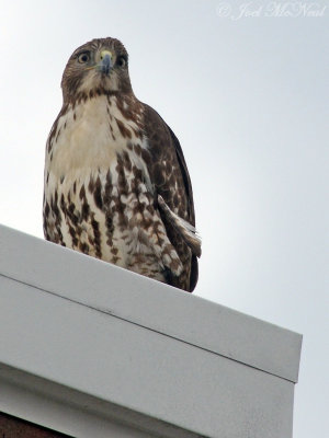Red-tailed Hawk: downtown Cartersville, GA