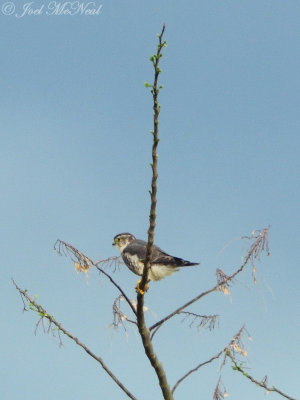 Merlin: Bartow Co., GA