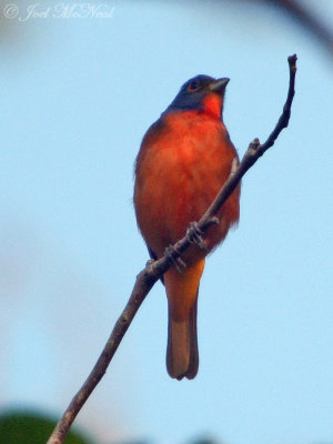 Painted Bunting: St. Catherines Island, GA