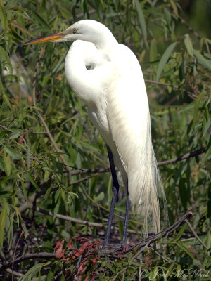 Great Egret: St. Catherines Island, GA