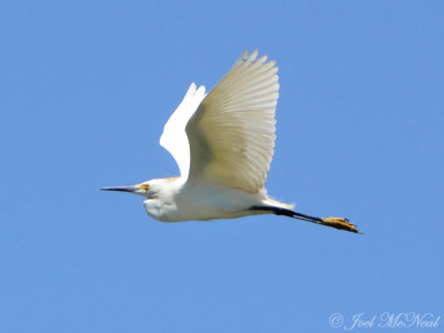 Snowy Egret: Harris Neck NWR, GA