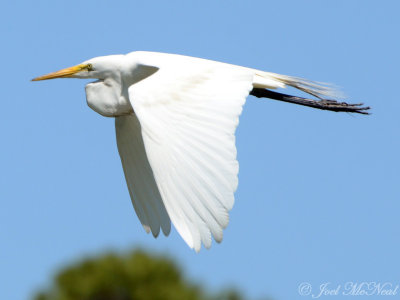 Great Egret: Harris Neck NWR, GA