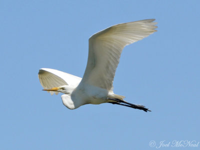 Great Egret: Harris Neck NWR, GA