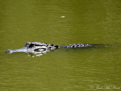 American Alligator: Harris Neck NWR, GA