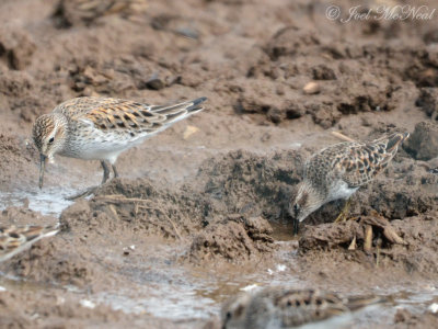 White-rumped and Least Sandpipers: Bartow Co., GA