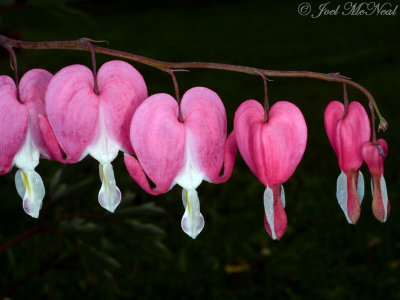 Bleeding Hearts: Dicentra spectabilis private garden, Lorain Co., OH