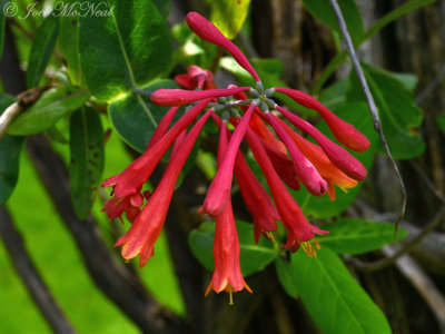 Trumpet Honeysuckle: Lonicera sempervirens private garden, Lorain Co., OH