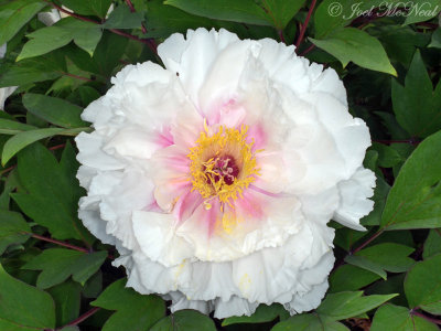 Tree Peony: Paeonia suffruticosa private garden, Lorain Co., OH