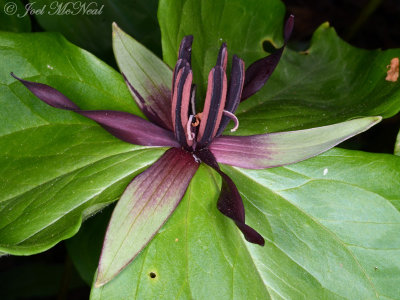 Propeller Toadshade: Trillium stamineum private garden, Lorain Co., OH