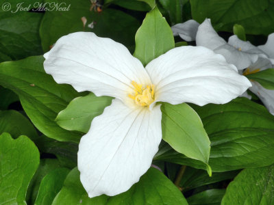 Large-flowered Trillium: Trillium grandiflorum private garden, Lorain Co., OH