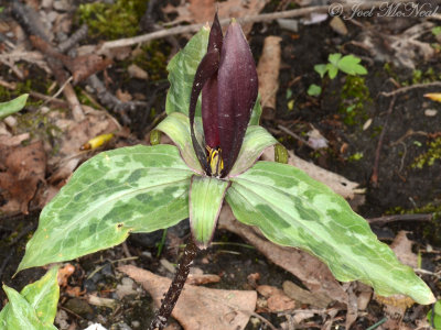 Underwood's Trillium: Trillium underwoodii private garden, Lorain Co., OH