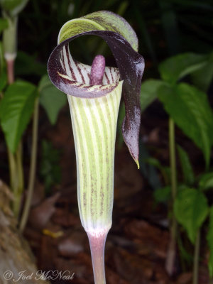 Jack-in-the-Pulpit: Arisaema triphyllum private garden, Lorain Co., OH