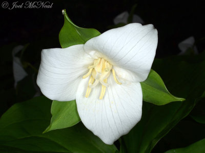 Bent Trillium: Trillium flexipes private garden, Lorain Co., OH