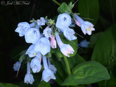 Virginia Bluebells: Mertensia virginica private garden, Lorain Co., OH