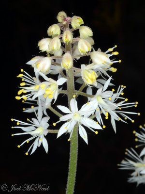 Foamflower: Tiarella cordifolia private garden, Lorain Co., OH