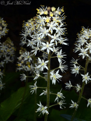 Foamflower: Tiarella cordifolia private garden, Lorain Co., OH