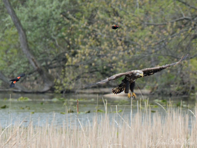 immature Bald Eagle and Red-winged Blackbirds: Sheldon's Marsh, OH