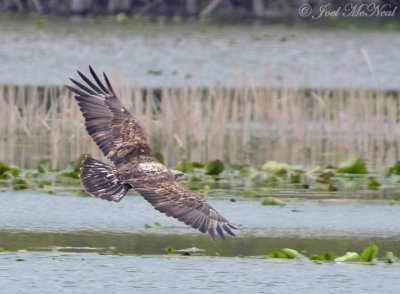 immature Bald Eagle: Sheldon's Marsh, OH