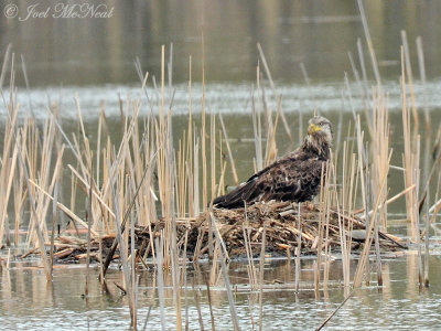 immature Bald Eagle: Sheldon's Marsh, OH