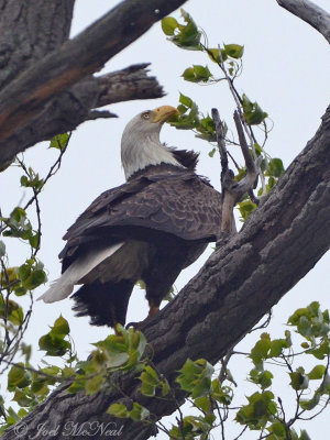 Bald Eagle: Magee Marsh, OH
