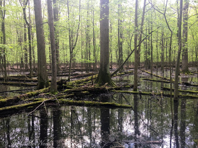 flooded Pin Oak forest: Sandy Ridge Reservation, Lorain Co., OH