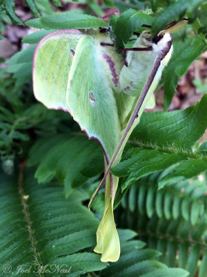 mating Luna Moth pair: Bartow Co., GA