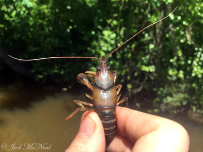 Etowah Crayfish: Pegamore Creek, Paulding Co., GA