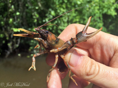 Etowah Crayfish: Pegamore Creek, Paulding Co., GA