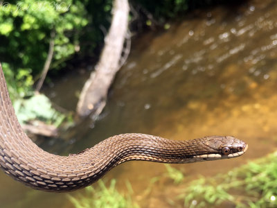 Queen Snake: Pegamore Creek, Paulding Co., GA
