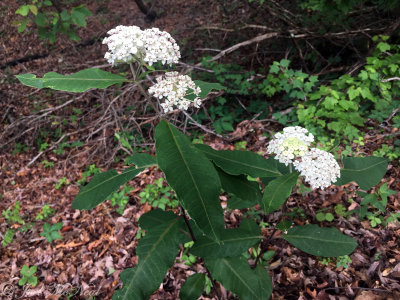 Redring Milkweed: Asclepias variegata, Dade Co., GA