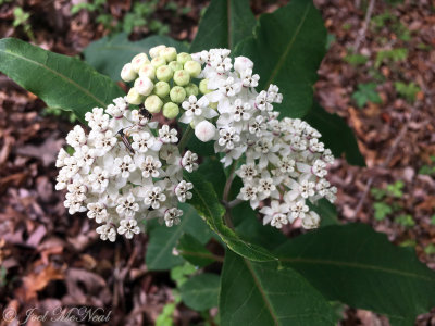 Redring Milkweed: Asclepias variegata, Dade Co., GA