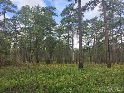 oldgrowth Longleaf Pine Savannah: Wade Tract