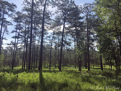 oldgrowth Longleaf Pine Savannah: Wade Tract