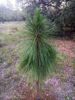 rocket stage Longleaf Pine sapling: Reed Bingham State Park