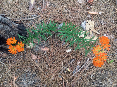 Butterfly Weed: Ascepias tuberosa, George L. Smith State Park