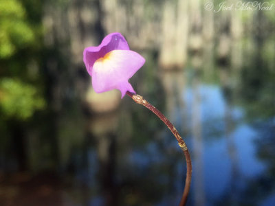 Purple Bladderwort: Utricularia purpurea, George L. Smith State Park