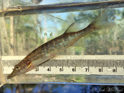 Pickerel: George L. Smith State Park