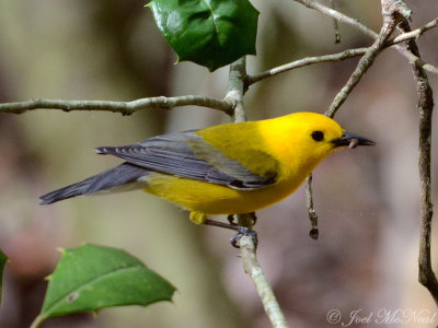 Prothonotary Warbler: Reed Bingham State Park