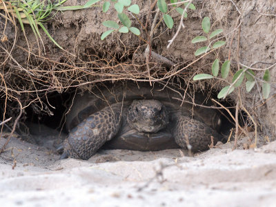 Gopher Tortoise: Crooked River State Park